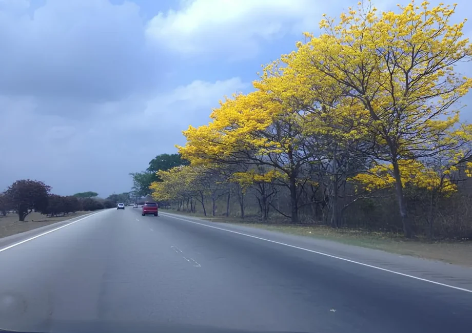 Imperdible: 5 razones para el florecimiento de los guayacanes